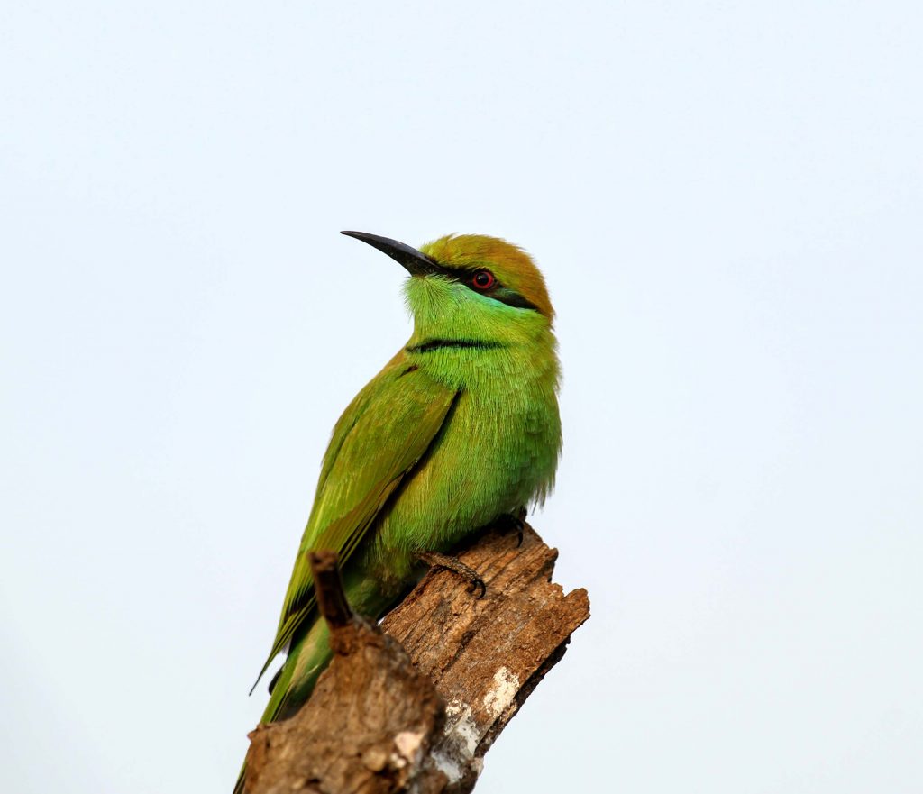 green bird