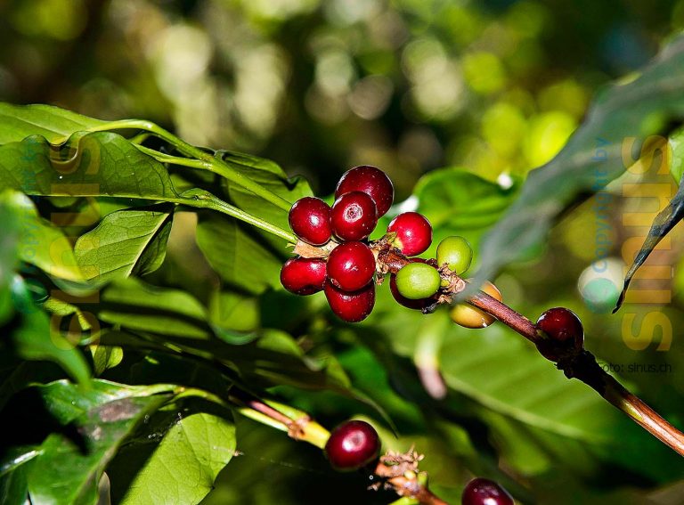 Die Kaffeefrucht umhüllt den Kern der Kaffeekirsche