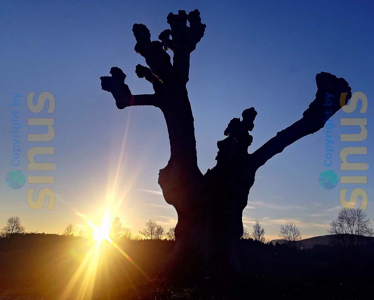 Baum mit gestutzten Ästen