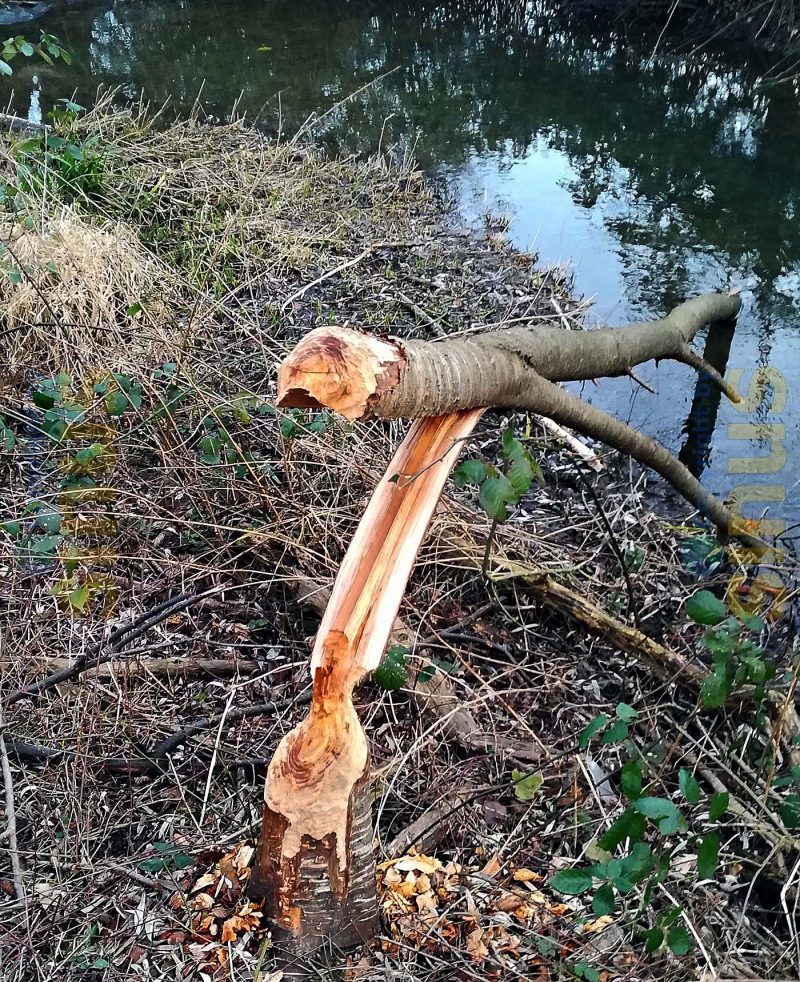 Wenn der Biber zuschlägt ...