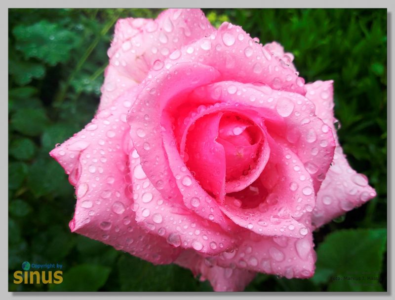 Blume und Regentropfen