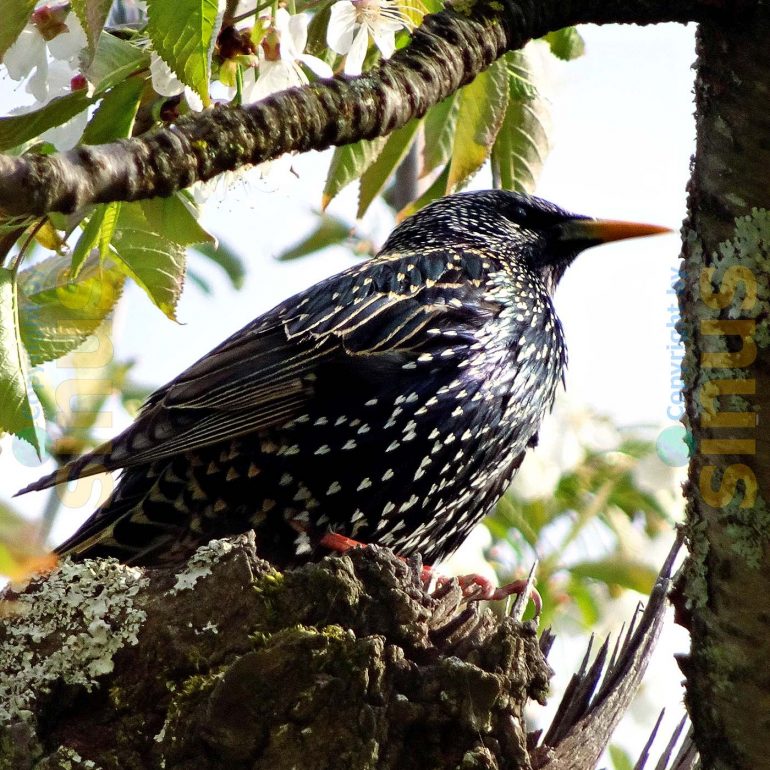 schön gemusterter Vogel