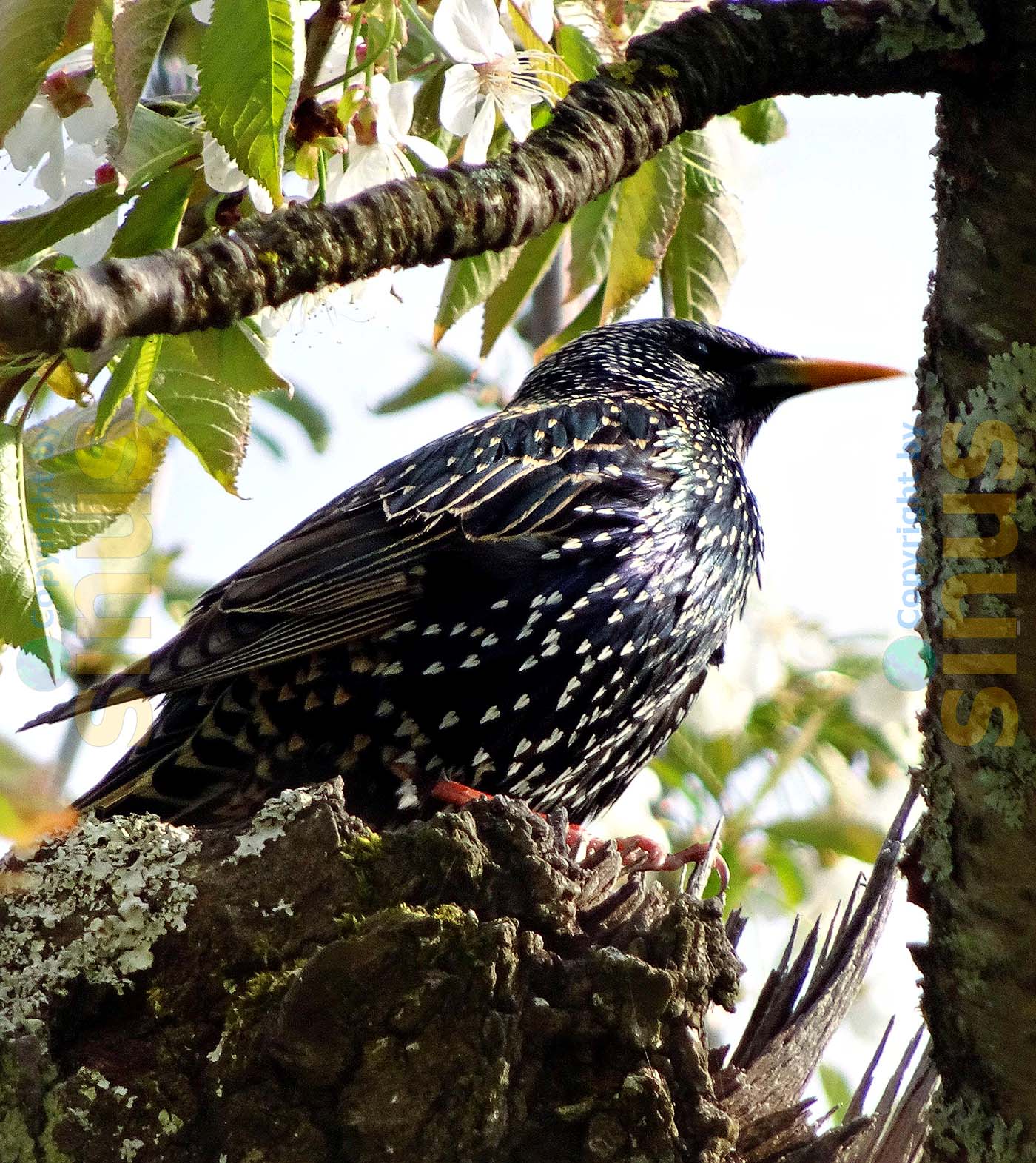 schön gemusterter Vogel