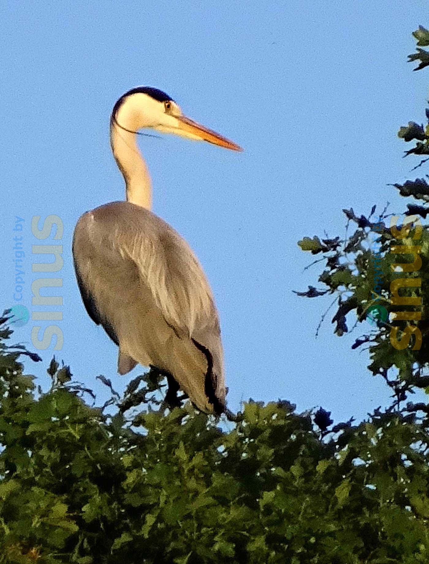 unbekannter Vogel