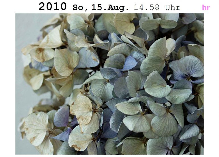 Aarau AG:  Hortensie für Mama copyright by SINUS and David