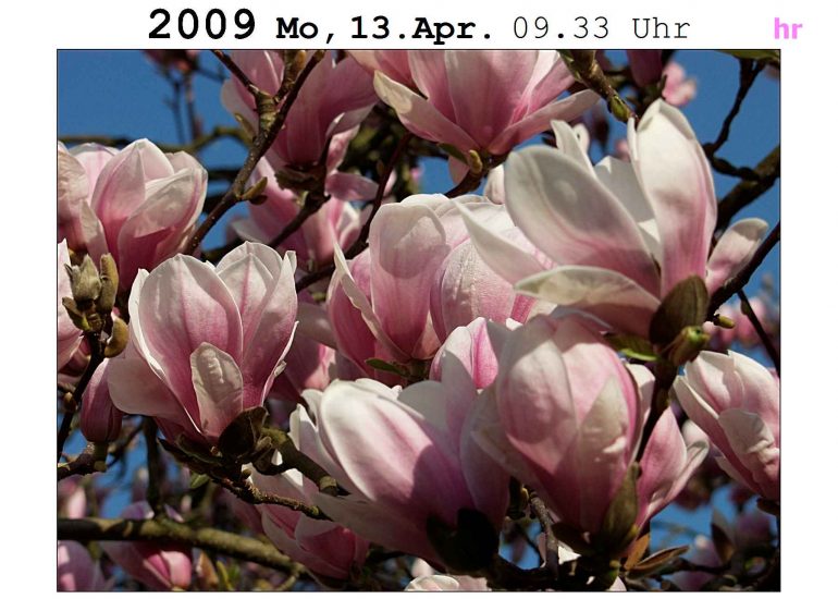 Aarau AG:  Blütezeit Magnolienbaum